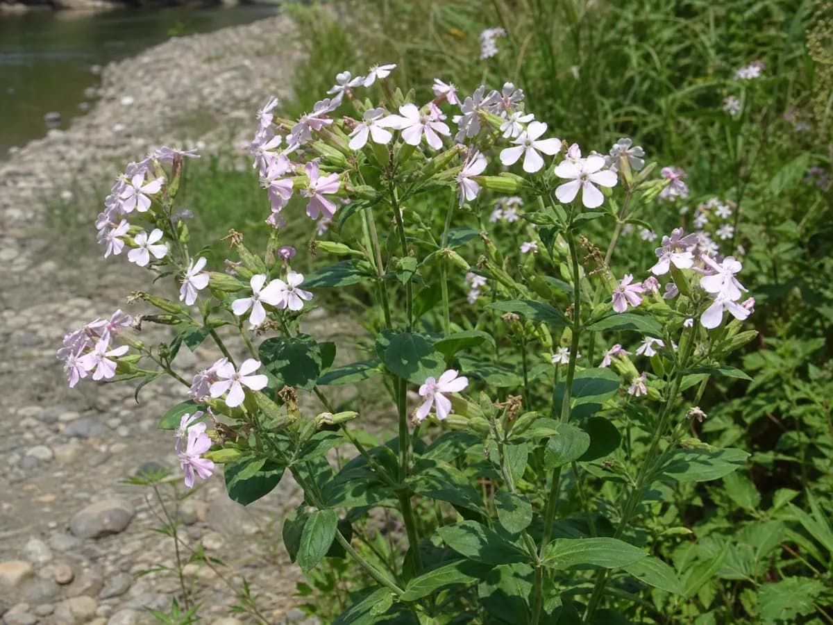 Mydlnica lekarska