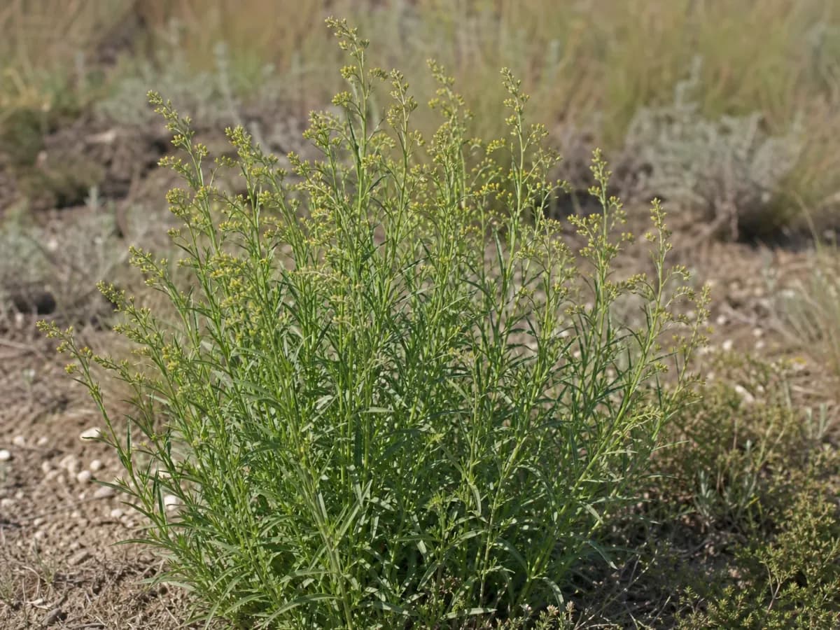 Bylica Estragon